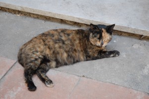 DSC_0524.JPG