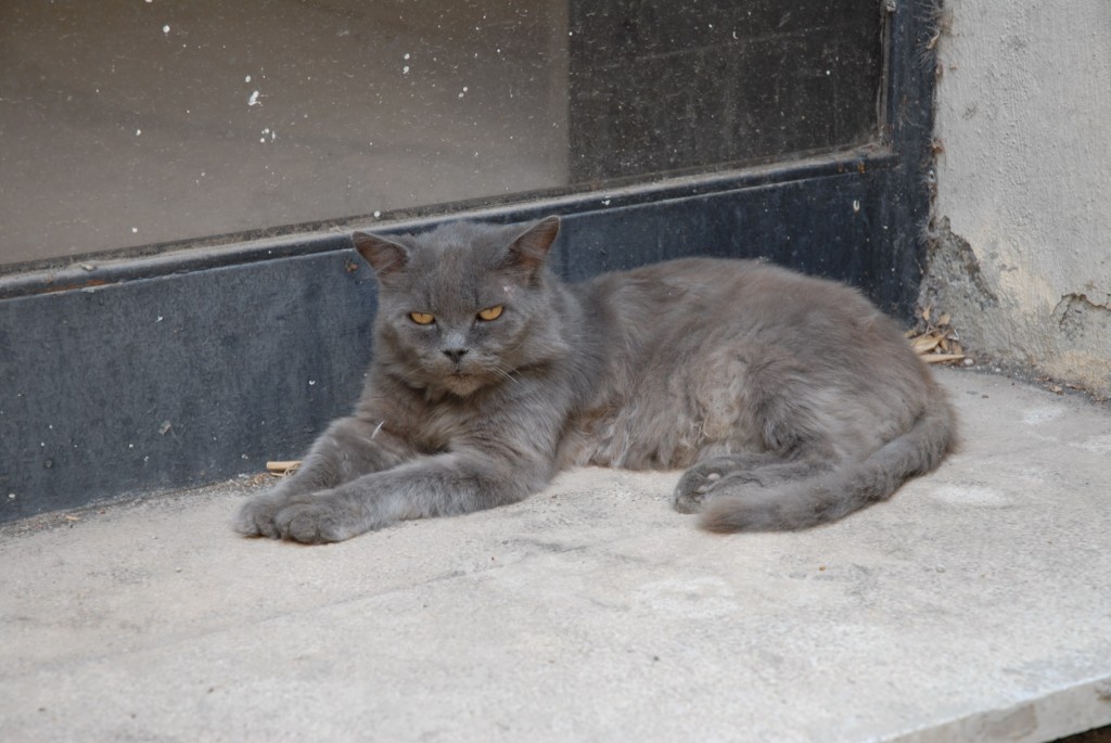 comparative urbanism, part 3 (sicilian and french feline urbanist edition)