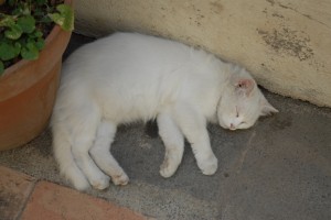 DSC_0528.JPG