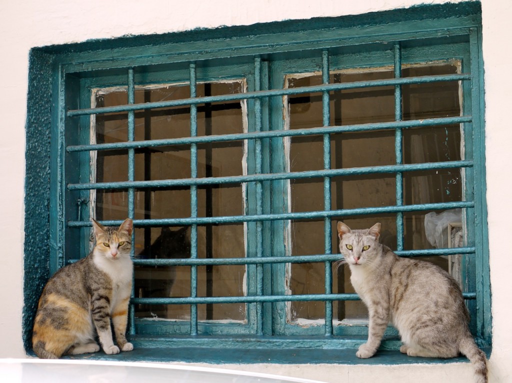 “new purr-banism”